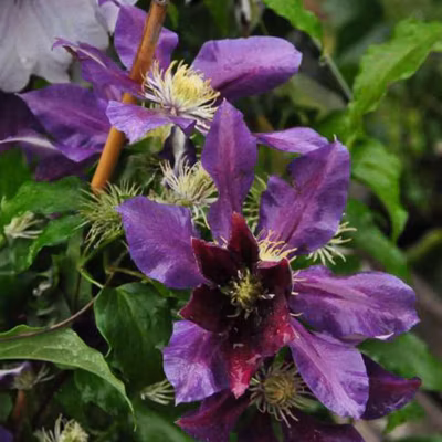 2 x Clématite &lsquo;The Vagabond&rsquo; – Clematis &lsquo;The Vagabond&rsquo;  – 50-60 cm pot
