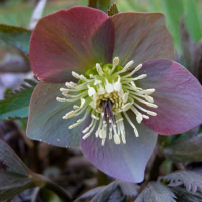 6 x Hellébore pourpre – Helleborus purpurascens  – godet 9cm x 9cm