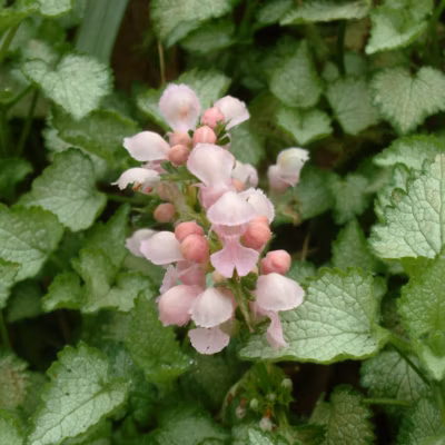 6 x Lamier tacheté &lsquo;Pink Pewter&rsquo; – Lamium maculatum &lsquo;Pink Pewter&rsquo;  – godet 9cm x 9cm