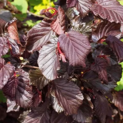 2 x Noisetier tortueux &lsquo;Red Majestic&rsquo; – Corylus avellana &lsquo;Red Majestic&rsquo;  – 30-40 cm pot
