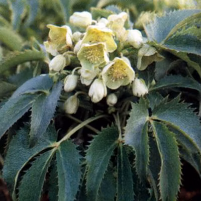 6 x Hellébore de Corse – Helleborus argutifolius  – godet 9cm x 9cm