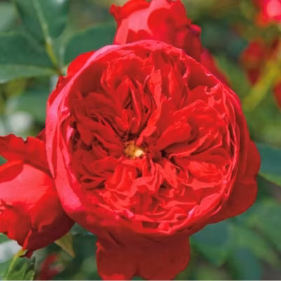 2 x Rosier grimpante Kordes – Rosa &lsquo;Florentina&rsquo;