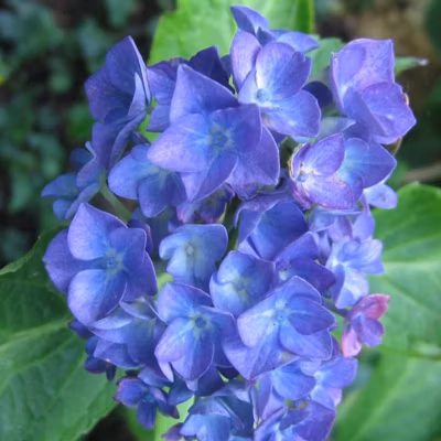 2 x Hortensia &lsquo;Blauer Zwerg&rsquo; – Hydrangea macrophylla &lsquo;Blauer Zwerg&rsquo;  – 25-30 cm pot