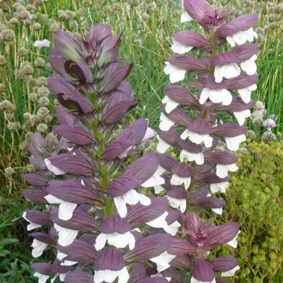 6 x Acanthe mollis &lsquo;Albiflorus&rsquo; – Acanthus mollis &lsquo;Albiflorus&rsquo;  – godet 9cm x 9cm