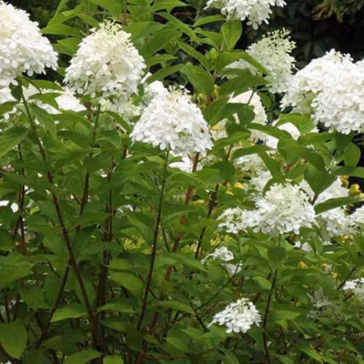 2 x Hortensia paniculé &lsquo;Grandiflora&rsquo; – Hydrangea paniculata &lsquo;Grandiflora&rsquo;  – 40-50 cm pot