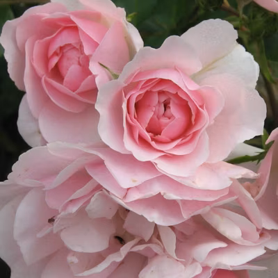 2 x Rosier couvre-sol – Rosa &lsquo;Bonica&rsquo;