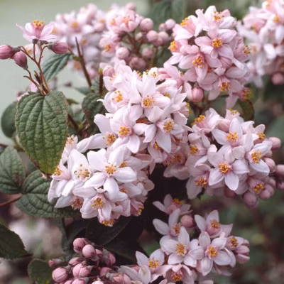 2 x Deutzie hybride &lsquo;Mont Rose&rsquo; – Deutzia hybrida &lsquo;Mont Rose&rsquo;  – 40-60 cm pot
