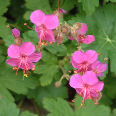 6 x Géranium vivace rhizomateux – Geranium macrorrhizum &lsquo;Czakor&rsquo;  – godet 9cm x 9cm