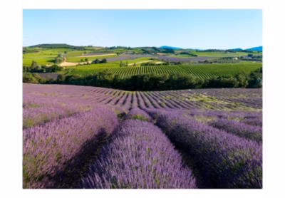 Papier peint intissé panoramique fleurs champs de lavande 200×154 cm