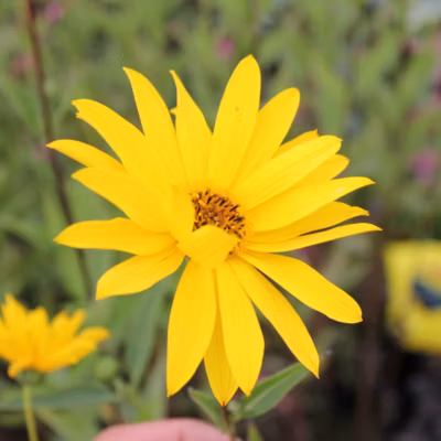 6 x Soleil vivace – Helianthus &lsquo;Atrorubens&rsquo;  – godet 9cm x 9cm