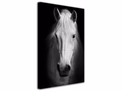 DECLINA, Tableau toile imprimée, animaux, Tableau Cheval Blanc , 30×50 cm