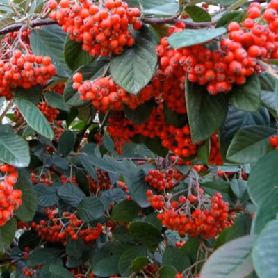 2 x Cotonéaster laiteaux – Cotoneaster lacteus  – 60-80 cm pot