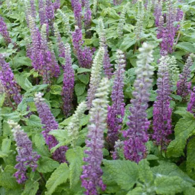 6 x Germandrée petit chêne &lsquo;Nanum – Teucrium chamaedrys &lsquo;Nanum&rsquo;  – godet 9cm x 9cm